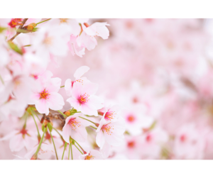春　満開の桜