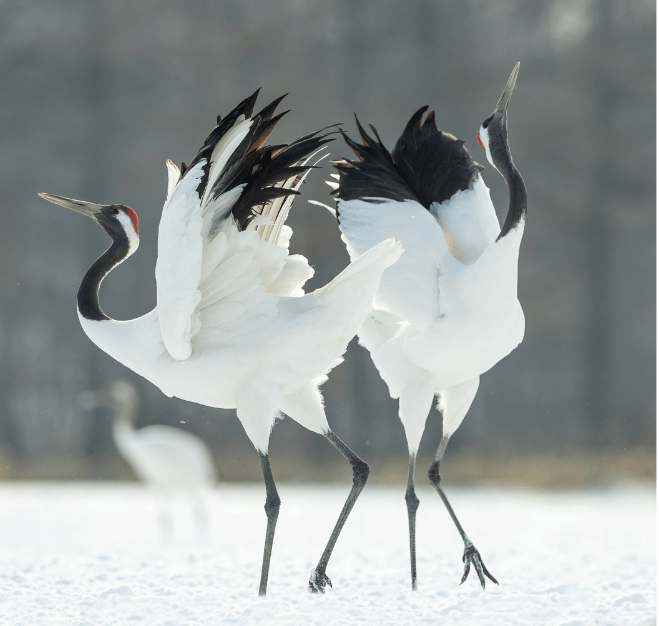 つる crane クレーンの由来