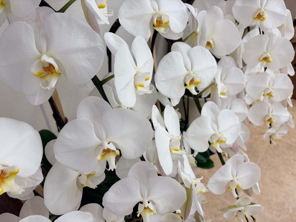 胡蝶蘭　贈り物