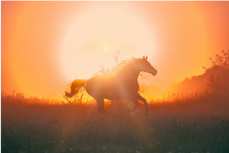 馬　午年　新年　2026年